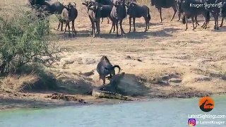 Hungry hippos stop wildebeest being eaten by a crocodile