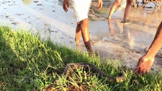Creative Girls Catch Water Snake and a lot of Snails in the Rice Field
