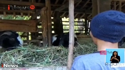 Kambing Raib Digondol Maling, Pria Ini Gagal Berqurban