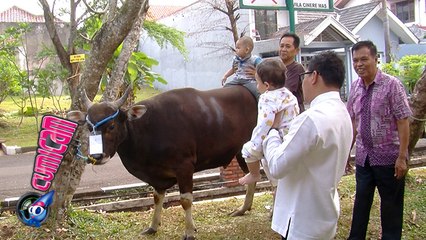 Digendong Anang, Arsya Ingin Ajak Ngobrol Sapi - Cumicam 02 September 2017