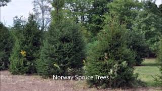 A Great Evergreen Screening Tree for Sites With High Deer Populations