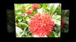 Ixora flowers - Top most beautiful flowers in the world