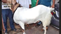 AC- कूलर में रहता है ये बकरा, काजू-बादाम और दूध है इसकी डाइट | Spical Story Of Bakrid