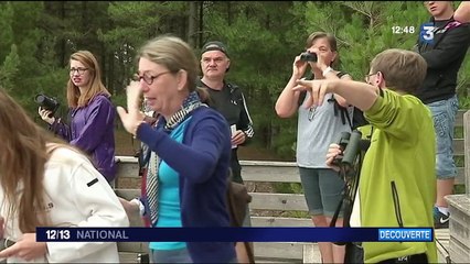 Baie de Somme : le paradis des passionnés d'ornithologie