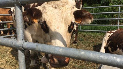 Dans les allées du comice cantonal