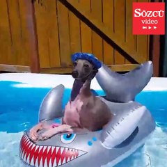 bu videoların kimine şaşıracak kimine çok güleceksiniz