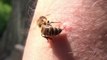 Qu'arrive-t-il aux abeilles après qu'elles aient piqué...