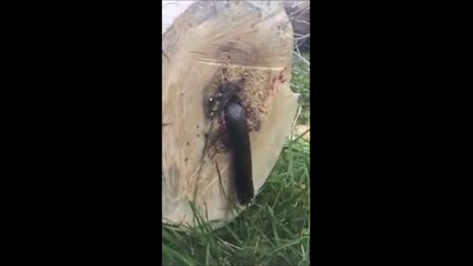 La surprise de cet homme en coupant un vieux tronc d'arbre... Flippant