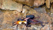 Un poulpe s'en prend à un crabe et c'est impressionnant. Quelle vitesse!