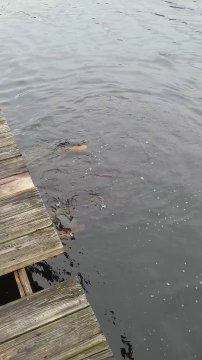 Un alligator tente de dévorer une tortue mais va-t-il réussir...