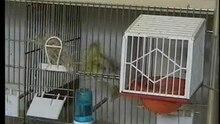 l'oiseau fait son nid