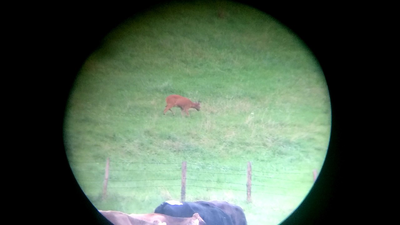 Rehwild auf der Wiese beim Jagdaufseher Tactical-Dad