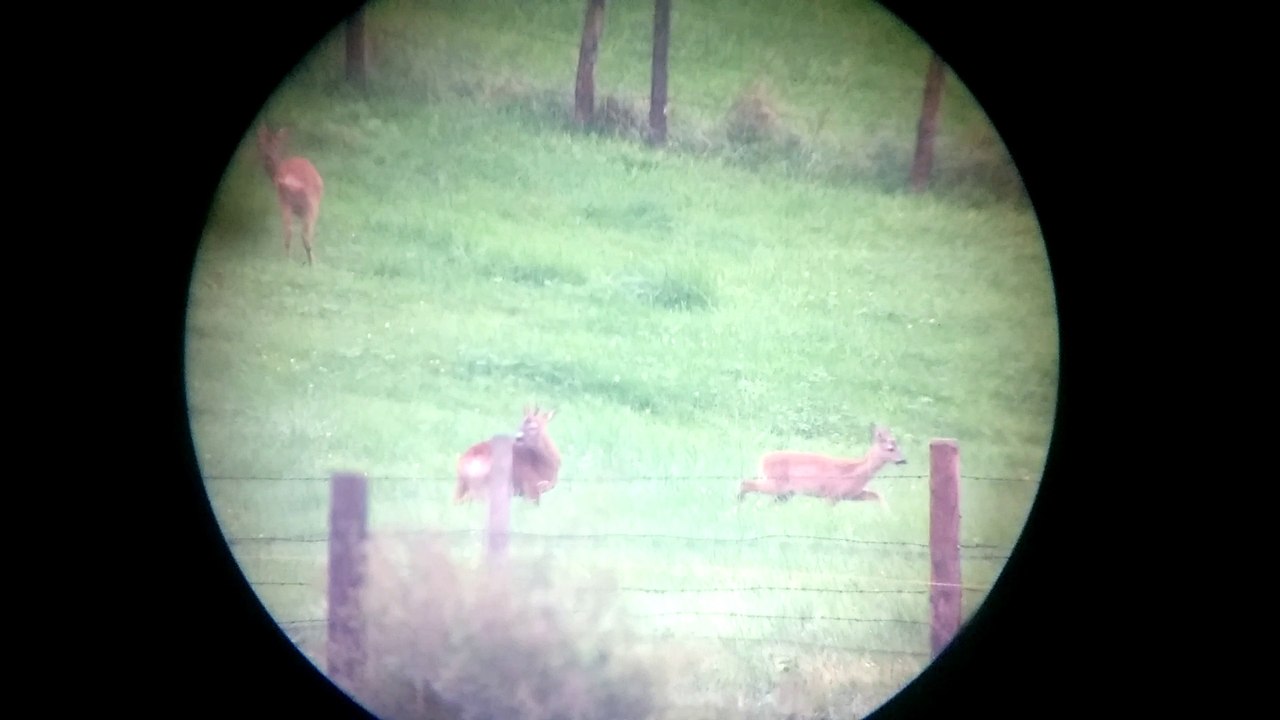 Rehwild auf der Wiese beim Jagdaufseher Tactical-Dad Teil 2