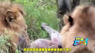 藏獒真的比老虎獅子強嗎？