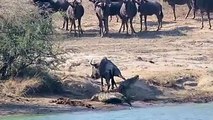 Hipopótamos salvan a un ñu del ataque de un cocodrilo