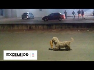 'Saqueadorcito', el conmovedor ladrón de cuatro patas      W
