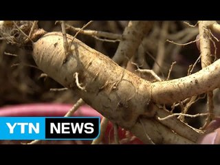 "농업기술 수준 세계 5위, 인삼·벼는 최고" / YTN