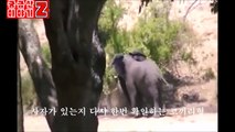 사자에게 공격당하는 물소를 보고 달려간 코끼리 Elephant going to rescue water buffalo