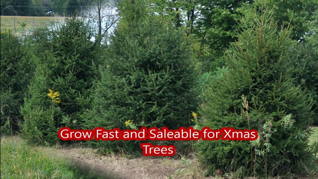 Deer Resistant  Trees      Picea Abies...Norway Spruce Trees     great for Pa landscapes