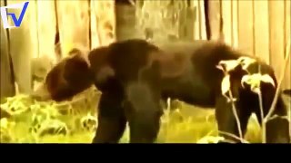 상위 10 곰 공격 ✱ 상위 10 곰 공격 인간 ✱ 곰 위험한 동물