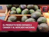 Impiden la entrada de 120 toneladas de aguacate mexicano a EU