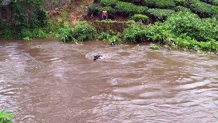 Heart stopping moments|Cow Rescued from flood|Valparai|Tamil nadu 2017 Exclusive