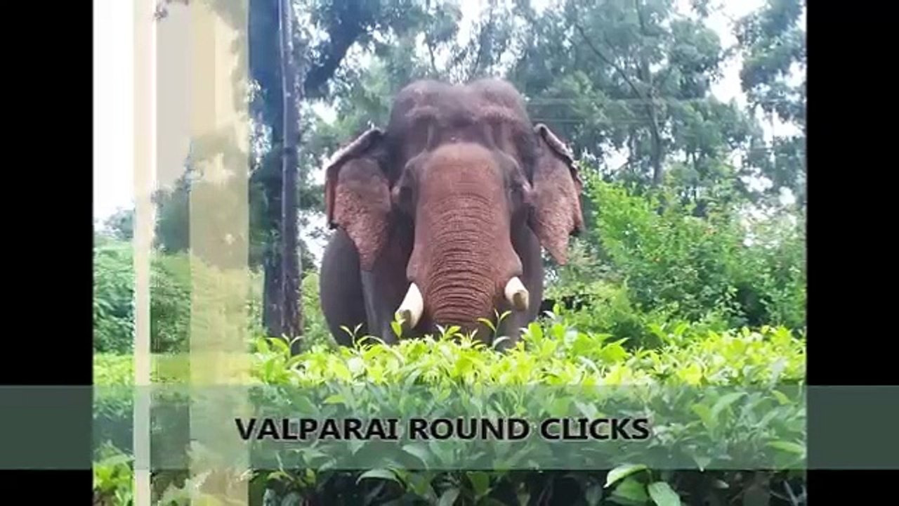 Valparai-Round clicks|Elephant attack|New 2017