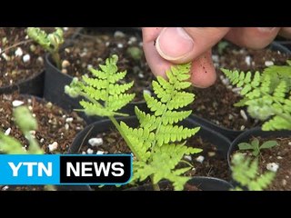 "중국산 고사리 물렀거라"...대량 재배 기술 개발 / YTN