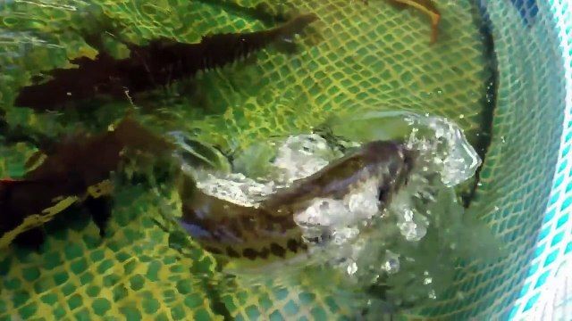 KICKED OFF BRIDGE FISHING 100 feet up!! HILARIOUS! TARPON and Snook on JIGS CAST TO CATCH!