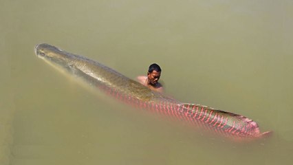 10 ปลายักษ์ใหญ่ แห่งสายน้ำจืด | 10 Largest Biggest Fresh Water Fish in the World