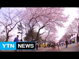 [영상] 오색 빛깔에 향기 가득...전국이 '꽃'에 취하다 / YTN