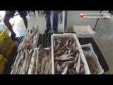 TG 23.09.14 Dopo il fermo, torna il pesce fresco in Adriatico