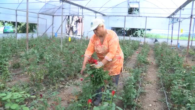 Bafra Ovası Çiçek Yatırımcısını Bekliyor