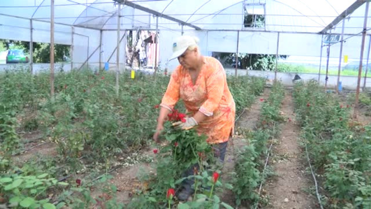 Bafra Ovası Çiçek Yatırımcısını Bekliyor