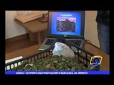 Andria | Scoperta maxi piantagione di Marijuana, un arresto