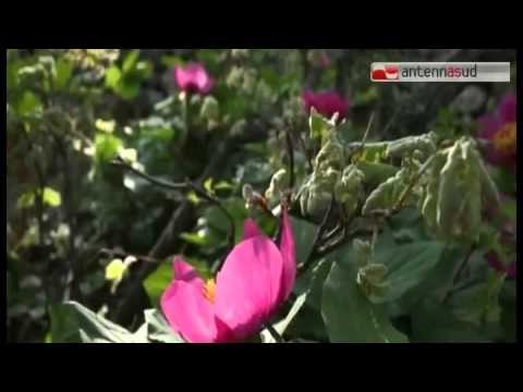 TG 06.11.14 Il Parco Nazionale Alta Murgia aderisce alla Carta europea del turismo sostenibile