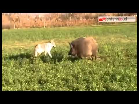 TG 07.11.14 Coldiretti Taranto lancia l'allarme, scorribande di lupi e cinghiali in provincia