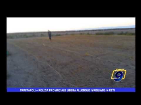 Trinitapoli | Polizia Provinciale libera allodole impigliate in reti