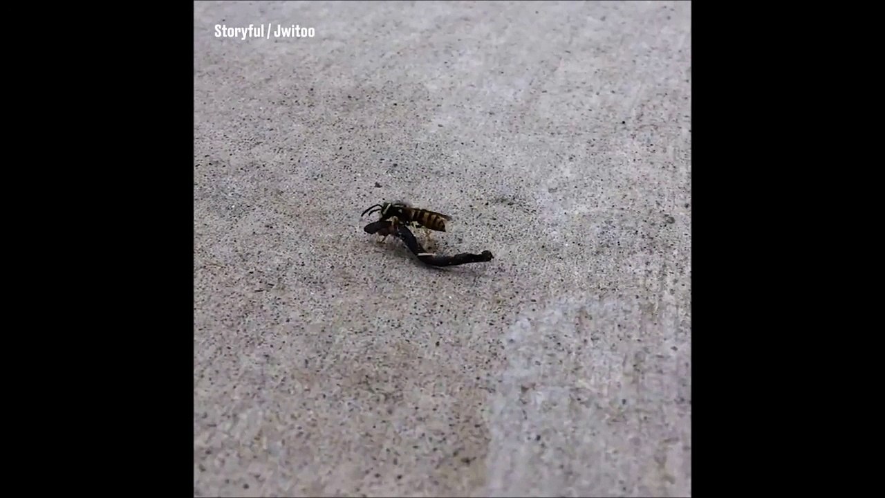 Juste une guêpe qui fait du Quidditch sur son balai volant. En mode Harry Potter