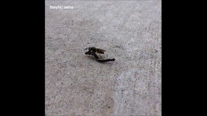 Juste une guêpe qui fait du Quidditch sur son balai volant. En mode Harry Potter