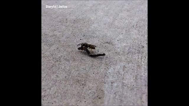 Juste une guêpe qui fait du Quidditch sur son balai volant. En mode Harry Potter