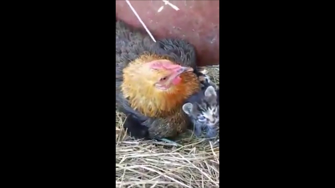 Quand une poule adopte 5 bébés chats... Incroyable et adorable
