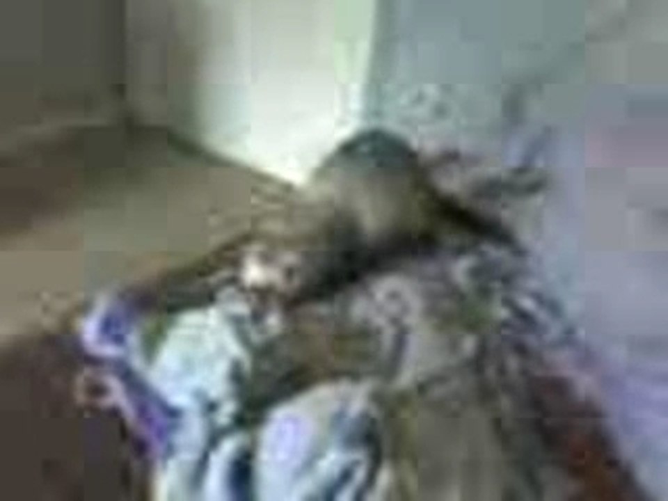 furet