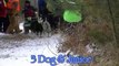 Sled Dog Races Siberian Husky Mush M.U.S.H. Dog Sledding new Thunder Bay Classic