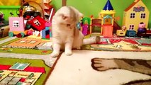 Gatitos fiesta broma video Niños para y Broma a Simcoe dibuja gatos