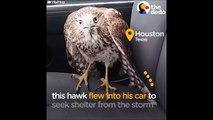Harvey the Hurricane Hawk: Scared Hawk in Taxi Finds Man Who Will Help | The Dodo