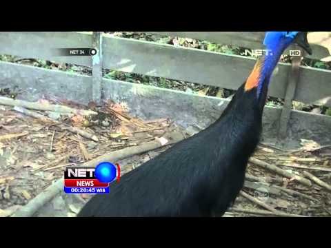 Ratusan Satwa Langka yang Hampir Punah Disita - NET24