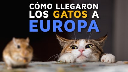 ¿Cuál es el origen de los gatos? ¿Cómo se extendieron? 