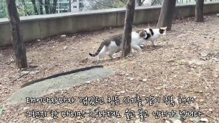 새로운 냥이들을 소개합니다!