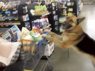 She Was Working At The Register When The Cutest Customer Ever Got In Her Line